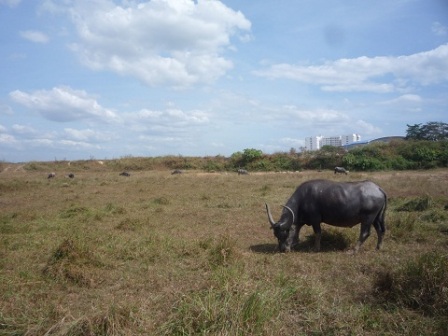 Chăn[-]trâu[-]kiếm[-]50[-]triệu/tháng